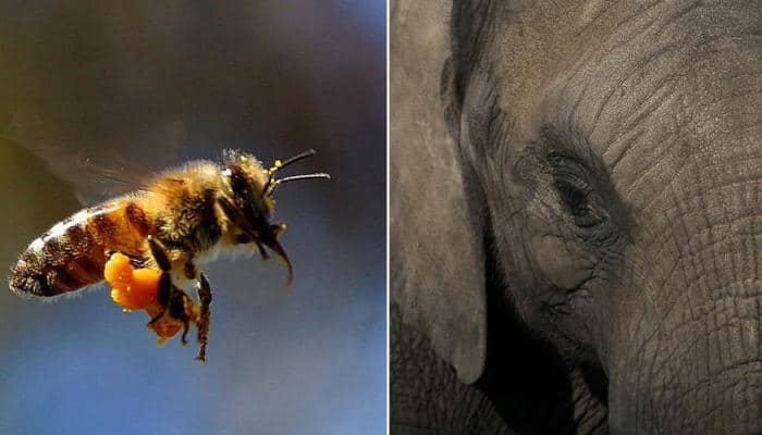 Why the honeybee sound keep jumbos off rail track – Railways shows the way