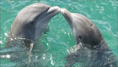 How male dolphins mate with females discovered for the first time