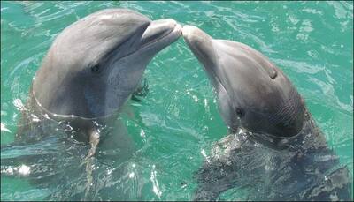 How male dolphins mate with females discovered for the first time