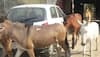 Horses, donkeys sent behind bars for damaging saplings in Uttar Pradesh