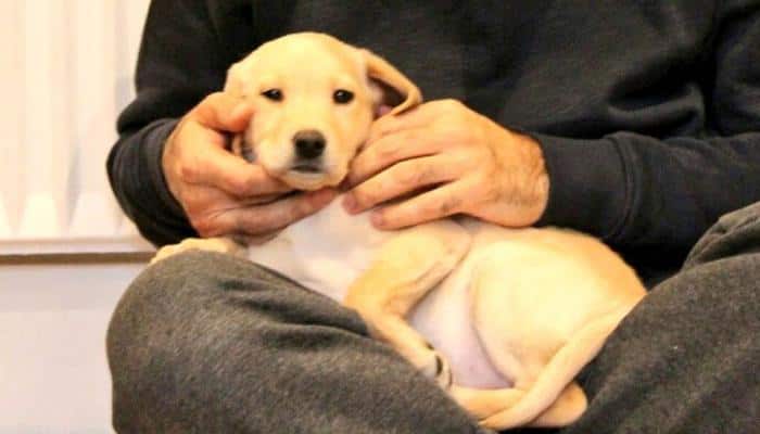 Cuteness alert: London Mayor Sadiq Khan&#039;s new puppy is breaking the internet 
