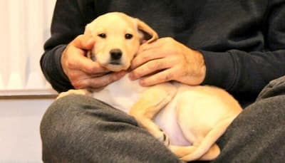Cuteness alert: London Mayor Sadiq Khan's new puppy is breaking the internet 