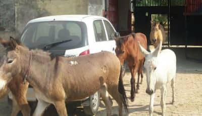 Herd of donkeys put in UP jail for munching on expensive plants