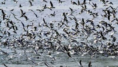 Three lakh migratory birds throng Kashmir Valley