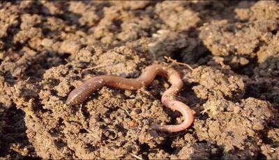 Scientists successfully give life to two earthworms in Mars soil simulant