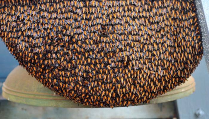 Kin of dead woman injured in bee attack during burial in Tamil Nadu's Madurai