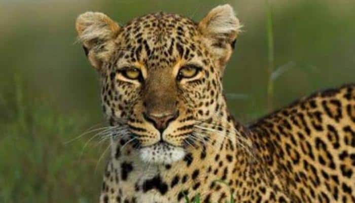 Leopard gets caught in barbed wire in J&amp;K forest, dies