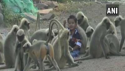 Meet this one-year-old Karnataka boy whose friends are monkeys