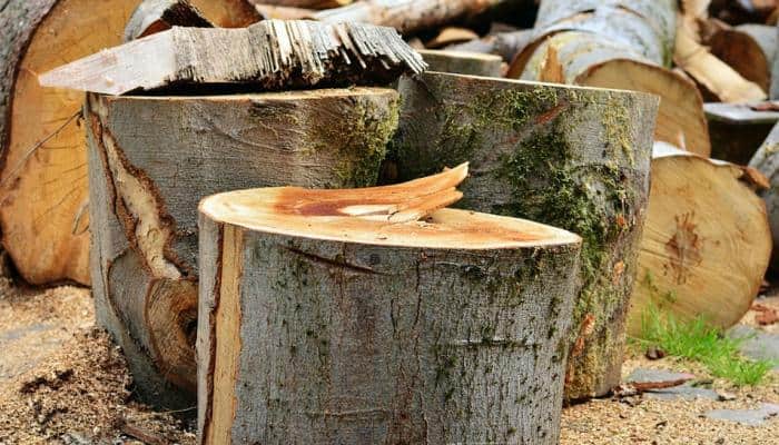 Tree felling in Aravallis: NGT asks Haryana to submit revenue records of land in Faridabad