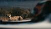 WATCH: World's fastest cat takes on super fast car