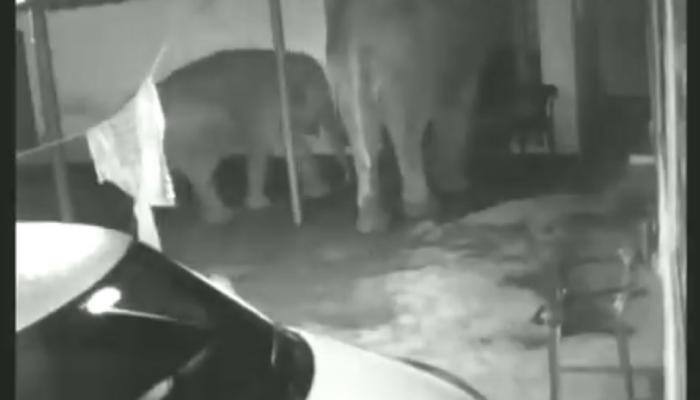 Watch: Elephant, calf enter house looking for food. Here&#039;s what happens next