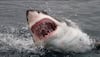 Shark attack