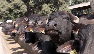 Now, BJP MLA's buffaloes go missing, Uttar Pradesh cops on toes again 