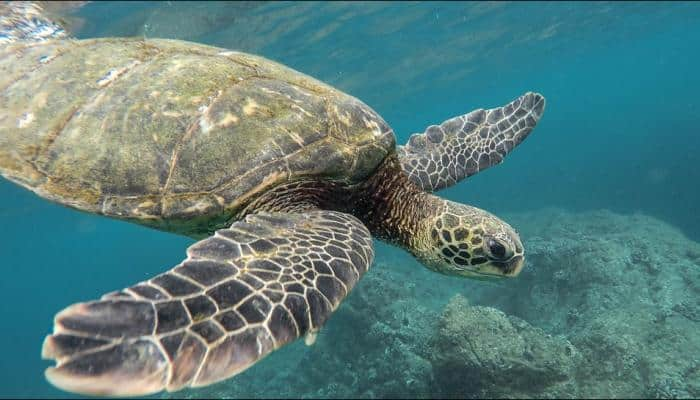 Kenyan sea turtle manages lucky escape from humanity&#039;s plastic binge