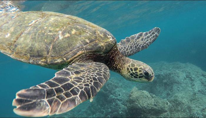 Kenyan sea turtle manages lucky escape from humanity's plastic binge