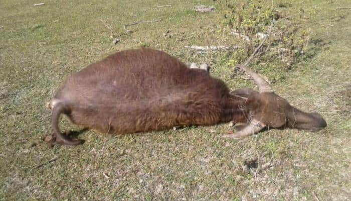 Murky Siang river takes a toll on wildlife sanctuary in Arunachal Pradesh