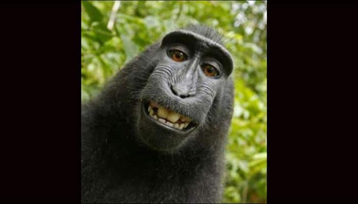 Selfie-clicking monkey, Naruto, named &#039;Person of the Year&#039; by PETA