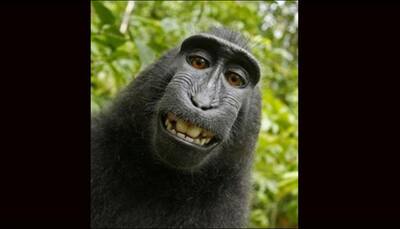 Selfie-clicking monkey, Naruto, named 'Person of the Year' by PETA