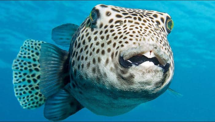 The identity of the &#039;world&#039;s heaviest bony fish&#039; has finally been clarified