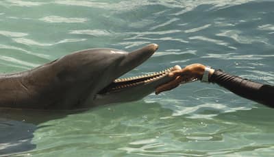 Satellites monitoring endangered pink dolphins in Brazil's Amazon