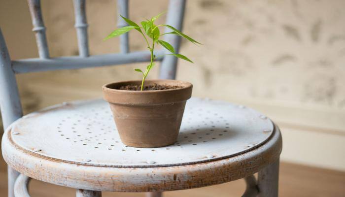 Dowry to save Environment? Bride's father gifts plants to guests at wedding