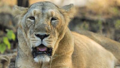 Australia: Scientists discover remains of ancient extinct lion species 