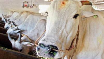 Suspected cow smuggler shot dead during encounter in Rajasthan's Alwar