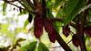 Cocoa trees produce tastier chocolates under stress: Study