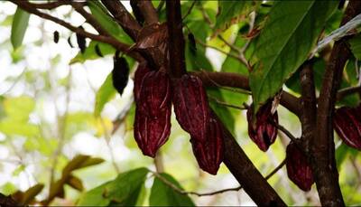 Cocoa trees produce tastier chocolates under stress: Study