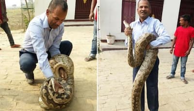 40-kg python alarms Allahabad college before professor takes charge