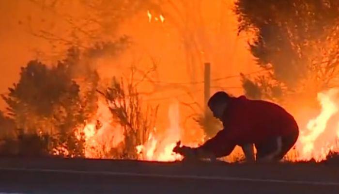 WATCH: Man saves rabbit from running into California wildfire