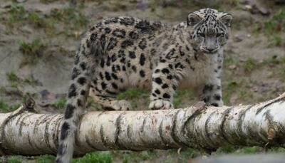 How many snow leopards in Arunachal? MP asks govt for survey