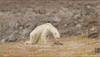 This heart-wrenching video of starving polar bear will make you teary-eyed - Watch