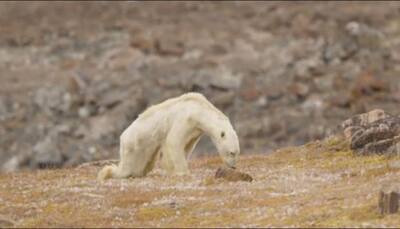 This heart-wrenching video of starving polar bear will make you teary-eyed - Watch