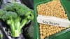 Soy, broccoli may cut breast cancer treatment's side effects