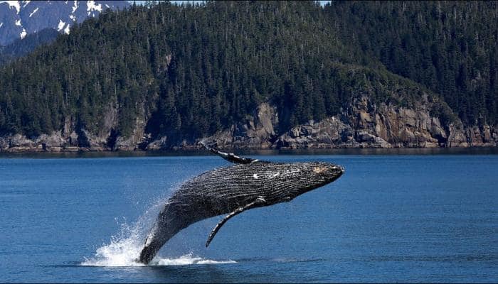 Why do some dolphins, whales get stranded along coasts?