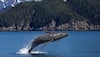 Why do some dolphins, whales get stranded along coasts?