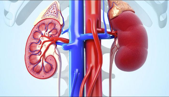 Kidney disease may up risk of diabetes: Study Kidney disease may up risk of diabetes: Study