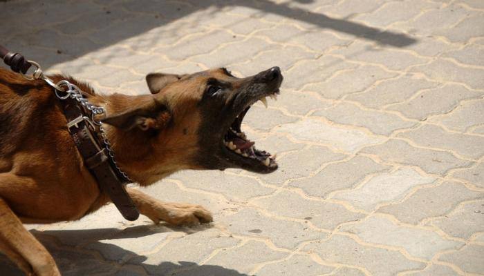 UK woman jailed for 4 years after dog attacks 12 children