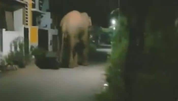 Watch: Wild elephant spotted in residential areas of Coimbatore