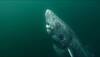 Oldest vertebrate alive: Shark found in Arctic waters believed to be 512-years-old – See pic