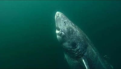 Oldest vertebrate alive: Shark found in Arctic waters believed to be 512-years-old – See pic