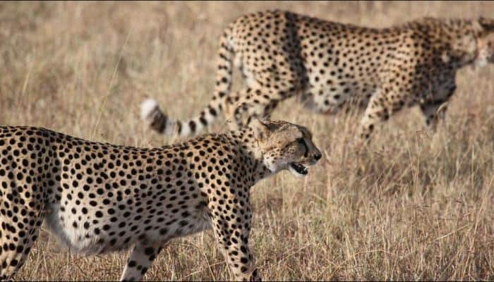 Scientists urge IUCN to uplist Cheetahs from &#039;vulnerable&#039; to &#039;endangered&#039;