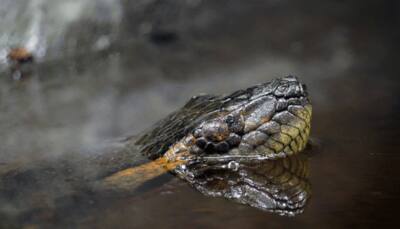 Kolkata zoo to have four anacondas next year