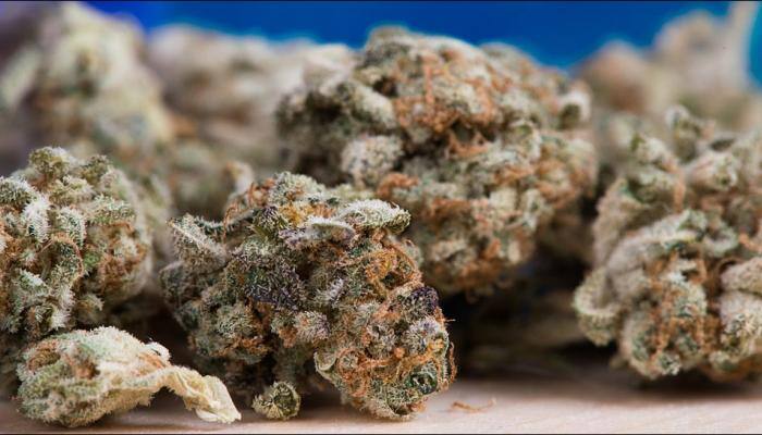 Medical marijuana carries no health risks, isn't addictive: WHO