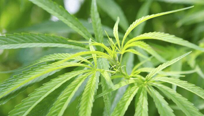 Cannabis ingredient holds promise as antipsychotic medicine