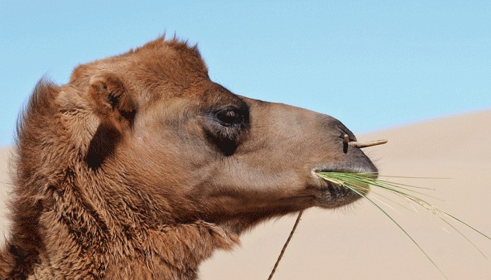 Treating humps: Dubai opens world&#039;s first camel hospital