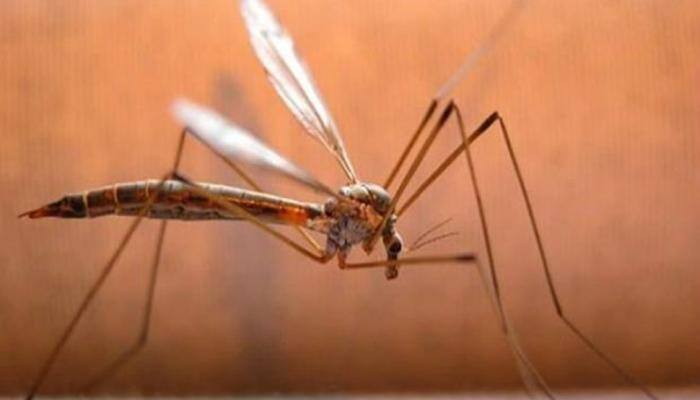 Dengue killed 226 people in India this year; 60,000 affected by Chikungunya: Data