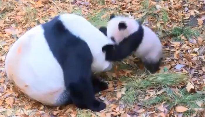 Baby panda makes press debut at Japan zoo