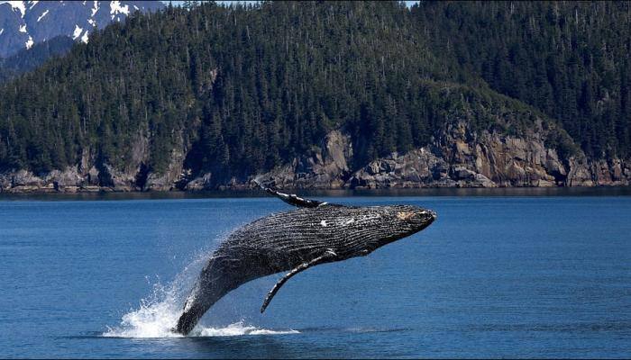 European Union, 12 other nations call out Japan on Antarctic whaling